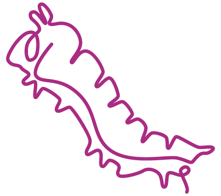 Raupe Linienzeichnung